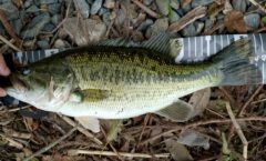 【Bass  Fishing】釣行結果