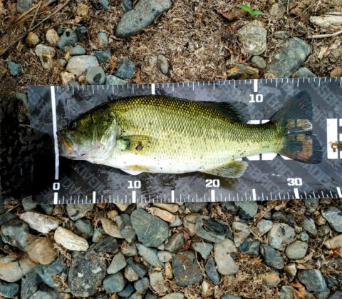 【Bass  Fishing】釣行結果4