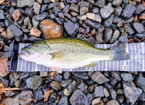 【Bass  Fishing】釣行結果5